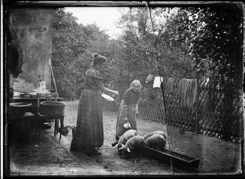 Beim Schweine füttern